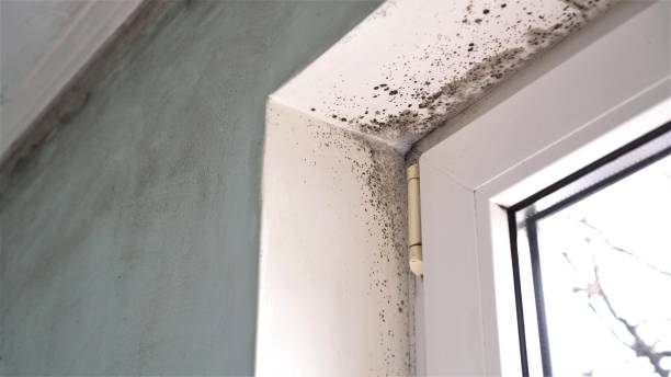 Best Fast Mold Removal  in Green Valley, SD