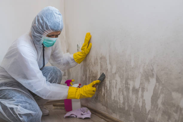 Best Residential Mold Removal  in Green Valley, SD