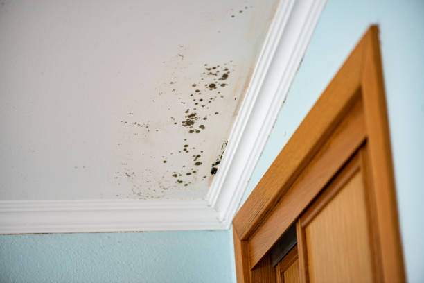 Best Office Mold Removal Services  in Green Valley, SD