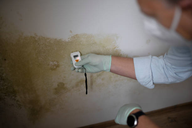 Best Certified Mold Removal  in Green Valley, SD