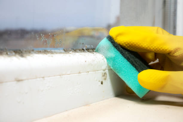 Best Toxic Mold Removal  in Green Valley, SD