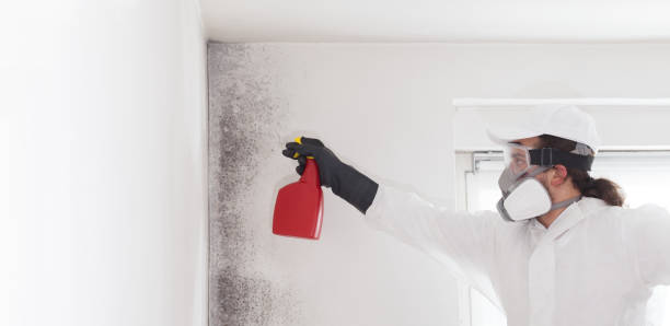 Professional Mold Removal in Green Valley, SD