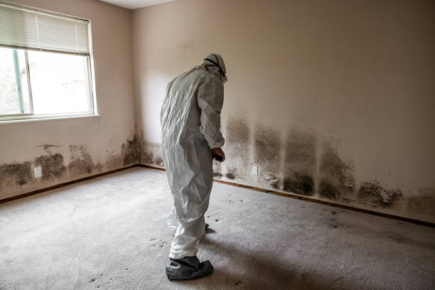 Home Mold Removal in Green Valley, SD