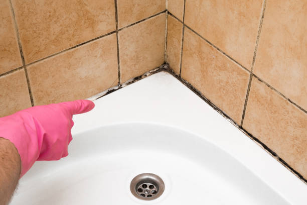 Attic Mold Removal in Green Valley, SD